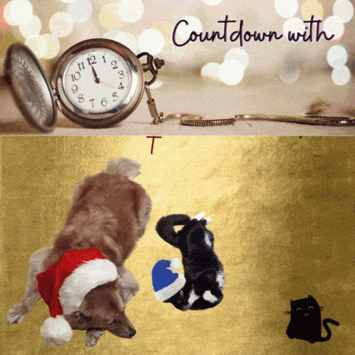 a picture of a dog wearing a santa hat next to a clock that says countdown with