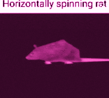 a horizontally spinning rat is shown on a dark background