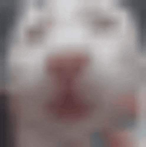 a close up of a white dog 's nose with blood on it .