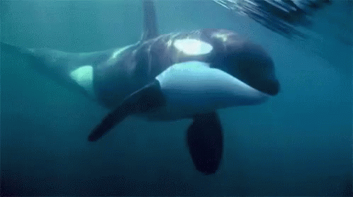 Orca Sea GIF