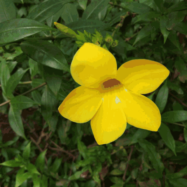 a close up of a plant with a white flower and green leaves