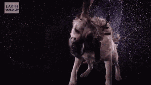 Smushed Wet Dog Face GIF - Dog Water Shake GIFs