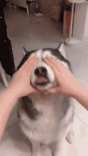 Blop Husky Blop GIF - Blop Husky Blop Dog GIFs