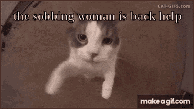 a picture of a cat with the words " the sobbing woman is back help " on it
