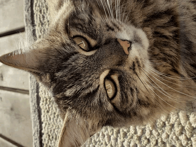 a close up of a cat 's face looking up