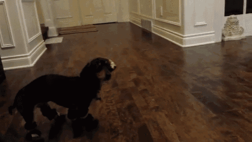 Puppy Getting Used To Her Boots GIF - Uncomfortable Puppy Boots GIFs
