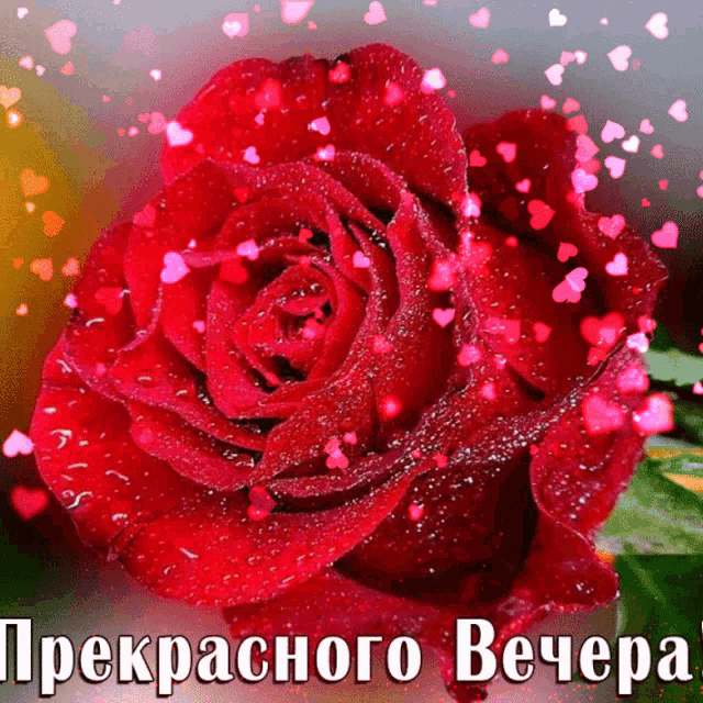 a red rose is surrounded by pink hearts and says " прекрасного вечера " on the bottom