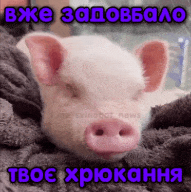 a pig is laying on a blanket with the words " bxe zadobbano " in blue letters above it