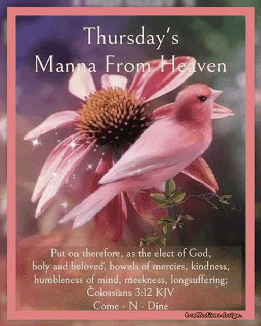 thursday 's manna from heaven with a pink flower and a bird on it