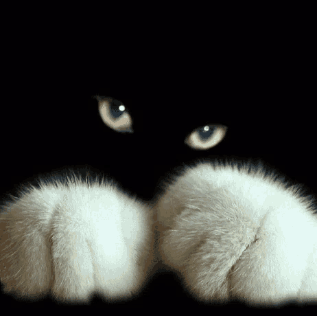 a close up of a black and white cat 's face