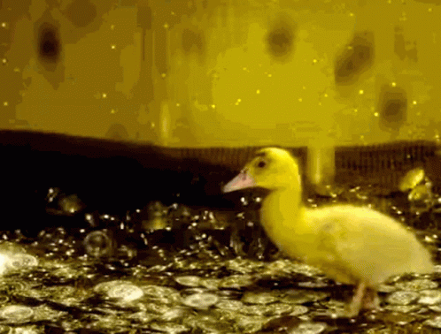 Duck Gold GIF