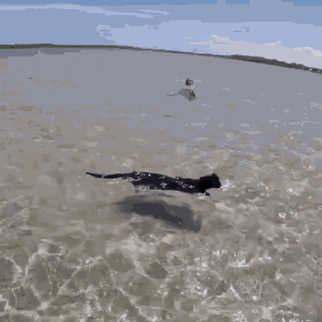 Catinwater GIF - Catinwater GIFs