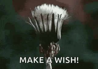 a close up of a dandelion with the words `` make a wish '' written on it .