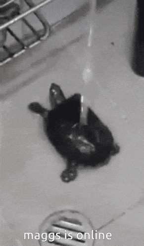 a black and white photo of a turtle laying in a sink with the caption maggs is online