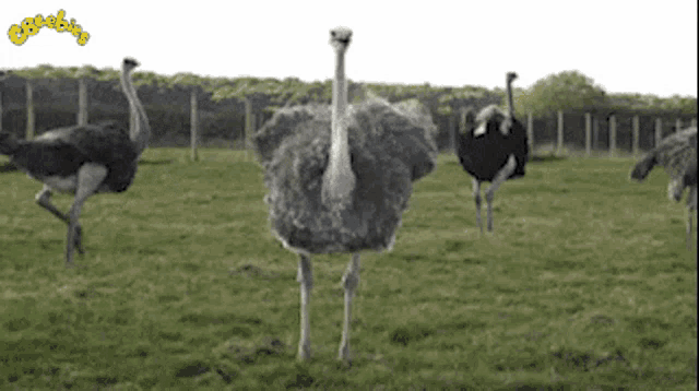 Emu Hide GIF - Emu Hide GIFs