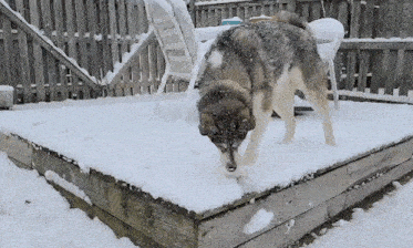 Snow Dog GIF - Snow Dog Husky GIFs