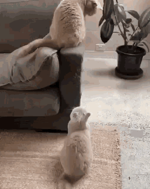 two cats are sitting on a couch in a living room .