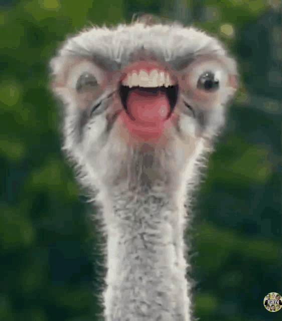 an ostrich is making a funny face with its tongue hanging out