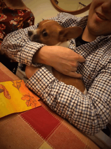 Angry Dog GIF - Angry Dog Chihuahua GIFs
