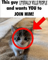 a kitten with a red circle around its head is sitting on a carpet .