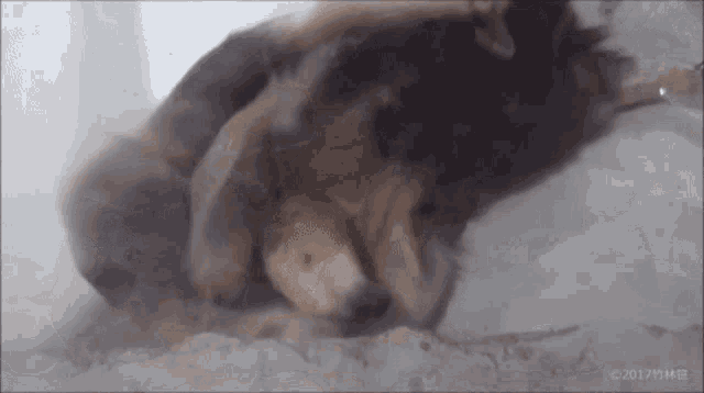 a picture of a dog laying down with the year 2017 on the bottom