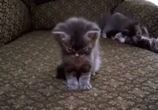 When Your Friends Are Actin' A Fool When You'Re Trying To Sleep... GIF - Kitten Cute Kitten Tired GIFs
