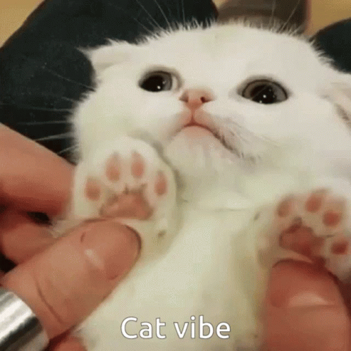 Cat Vibe Paws GIF - Cat Vibe Paws Cat GIFs