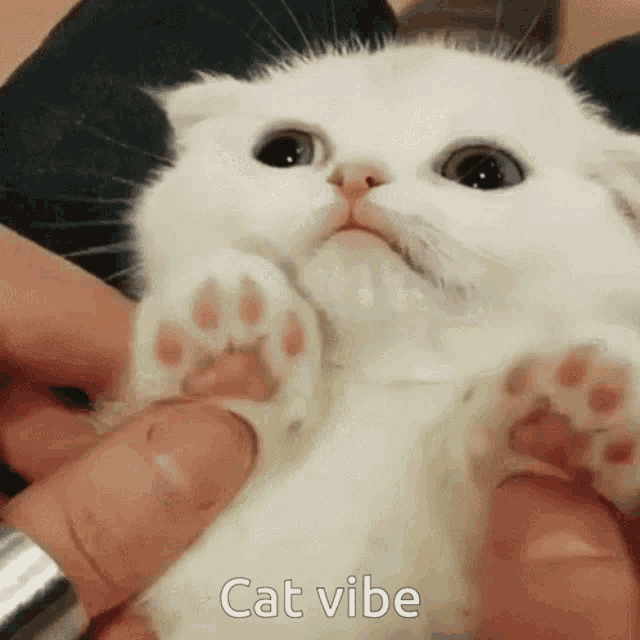 a person is holding a white kitten in their arms with the words cat vibe written on the bottom .