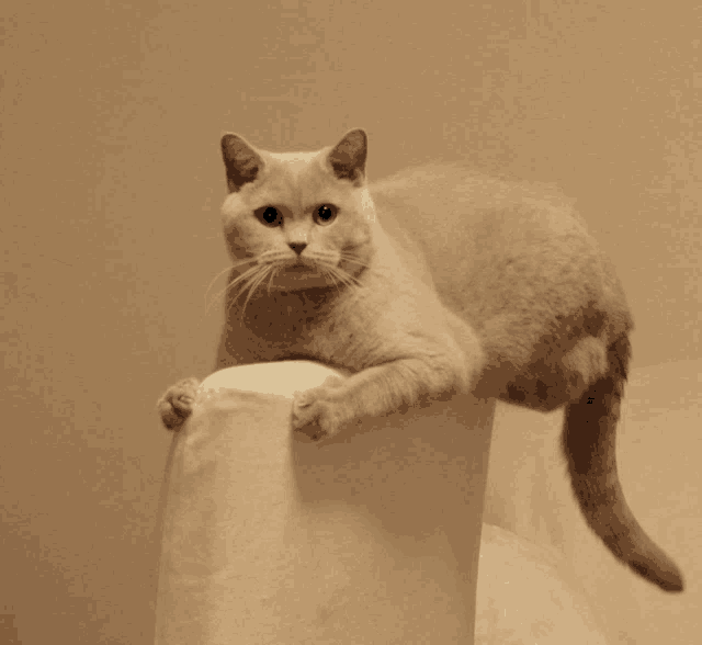 a cat laying on a white pillow with its paws on it