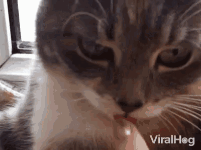Blep Tongue Out GIF - Blep Tongue Out Cats GIFs