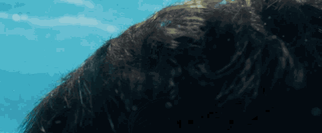 a close up of a person 's hair underwater