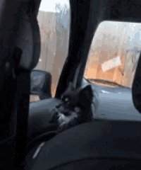 a cat is sitting in the back seat of a car