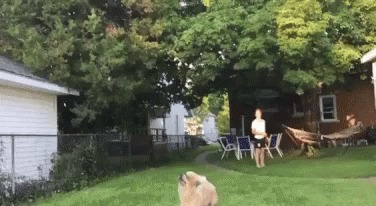 Frisbee Dog GIF - Frisbee Dog Fail GIFs