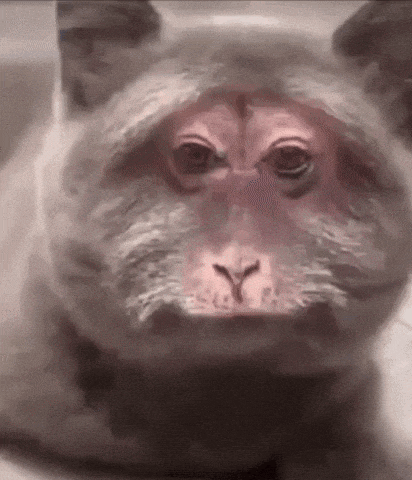 a close up of a cat with a monkey 's face painted on it 's face .