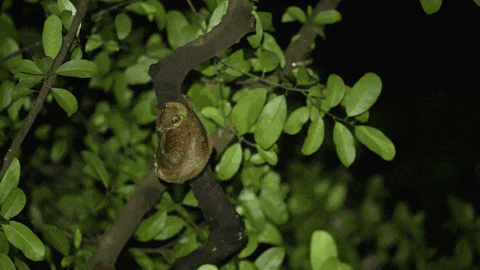 a squirrel is sitting on a tree branch with green leaves