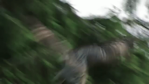 An Owl In Flight GIF - Owl Flying GIFs