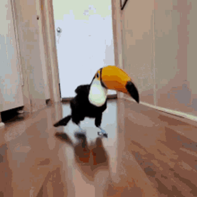 Toucan Bird Funny Dance GIF - Toucan Bird Funny Dance Birb GIFs