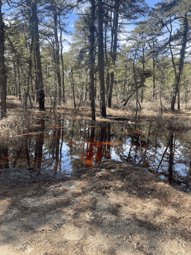 a swamp in a forest with trees reflected in the water