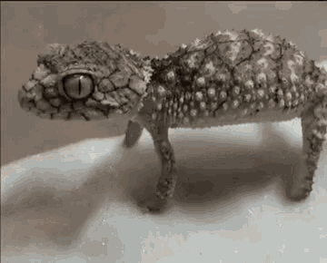 Lizard Gecko GIF - Lizard Gecko Reptile GIFs