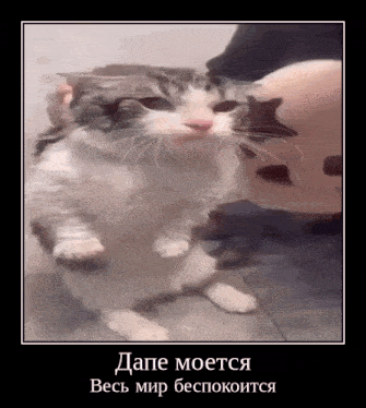 a picture of a cat in a frame with a caption in russian