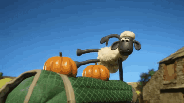 a sheep is standing on top of a green bag with pumpkins on it