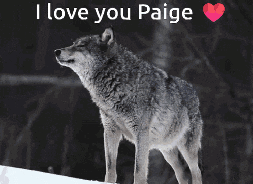 a picture of a wolf with the words i love you paige