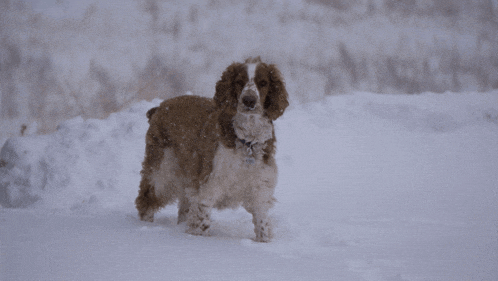 a brown and white dog is standing in the snow looking at the camera