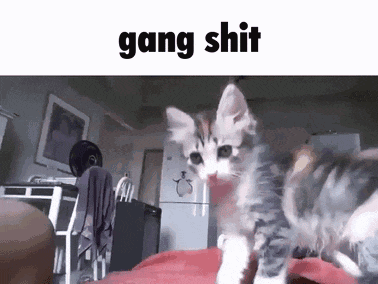 a picture of a kitten with the words gang shit written above it