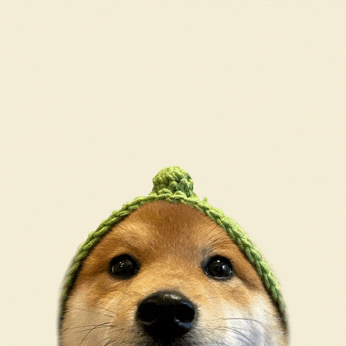 a dog wearing a green knitted hat looks up at the camera