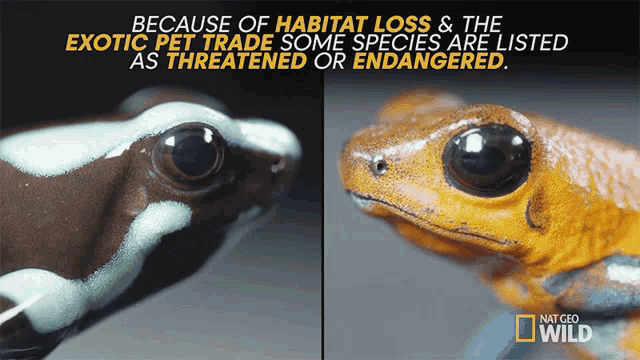 Some Species Are Listed As Threatened Or Endangered That Frog Is Poison GIF - Some Species Are Listed As Threatened Or Endangered That Frog Is Poison Untamed GIFs