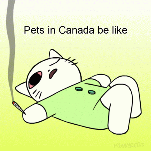 Canada Weed GIF - Canada Weed Majirana GIFs