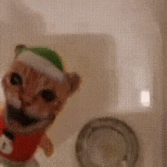 a cat is wearing a santa hat and a christmas shirt
