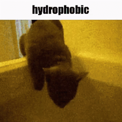 Hydrophobic Cat GIF - Hydrophobic Cat GIFs