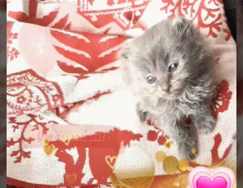 You Are So Sweet I Love You GIF - You Are So Sweet I Love You Cat GIFs